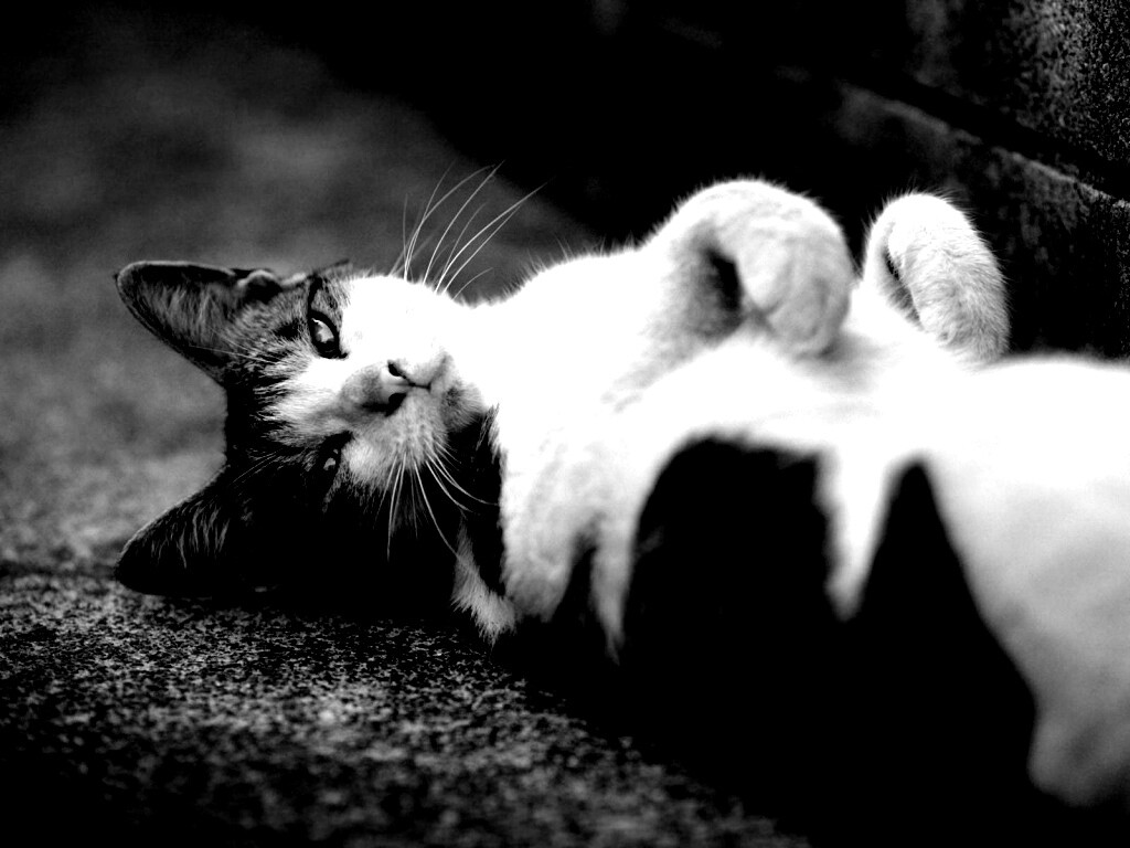 Кот лежит на спине обои