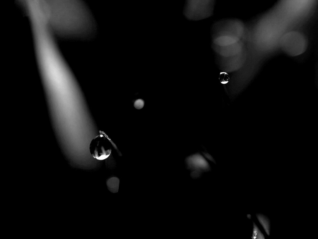 Роса на травинке обои