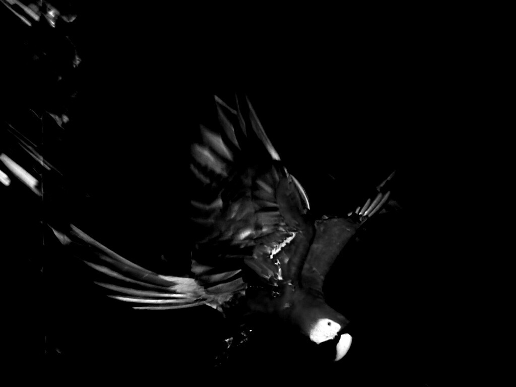 Рисованный ара обои