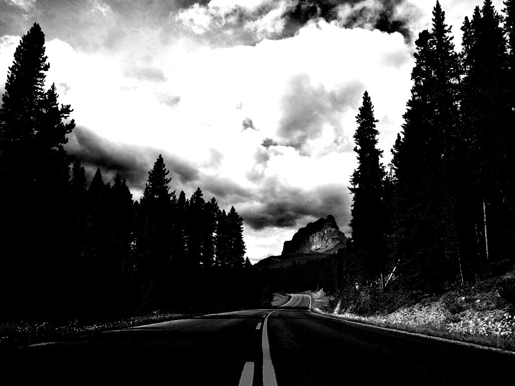 Красивая лесная дорога обои