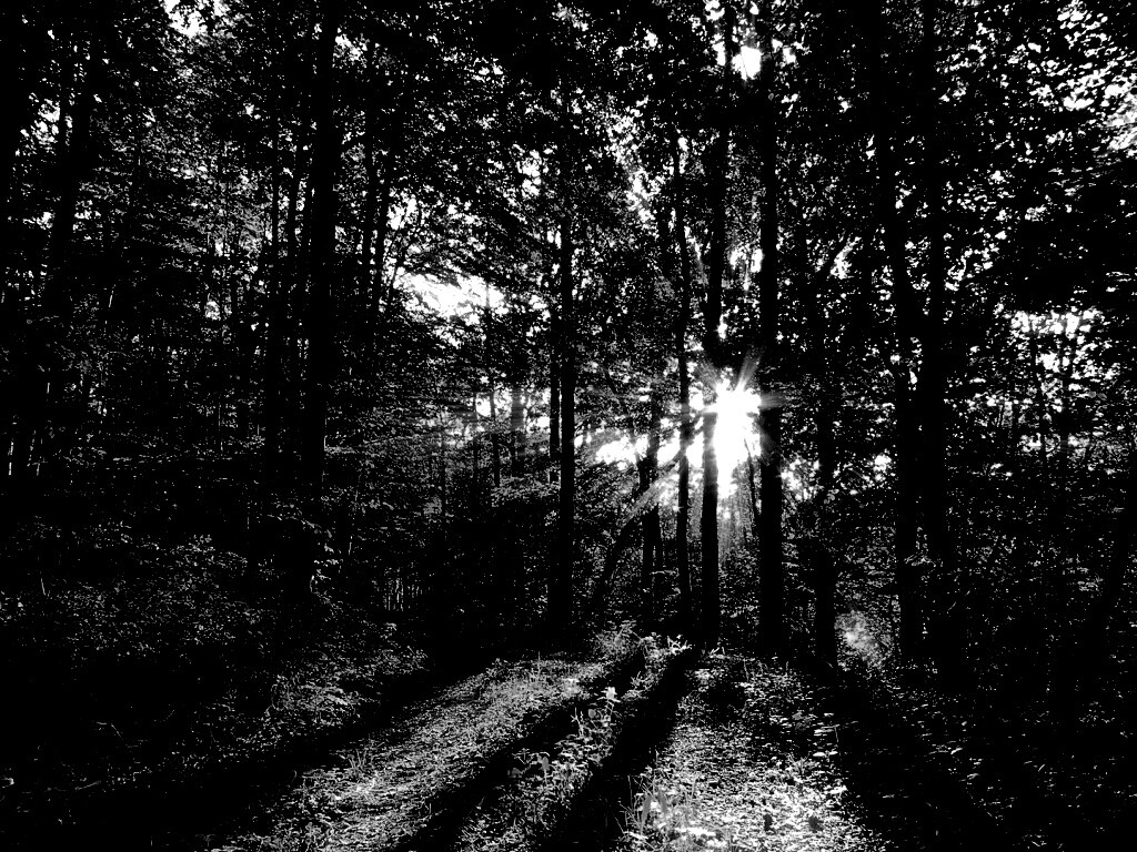 Свет сквозь деревья обои