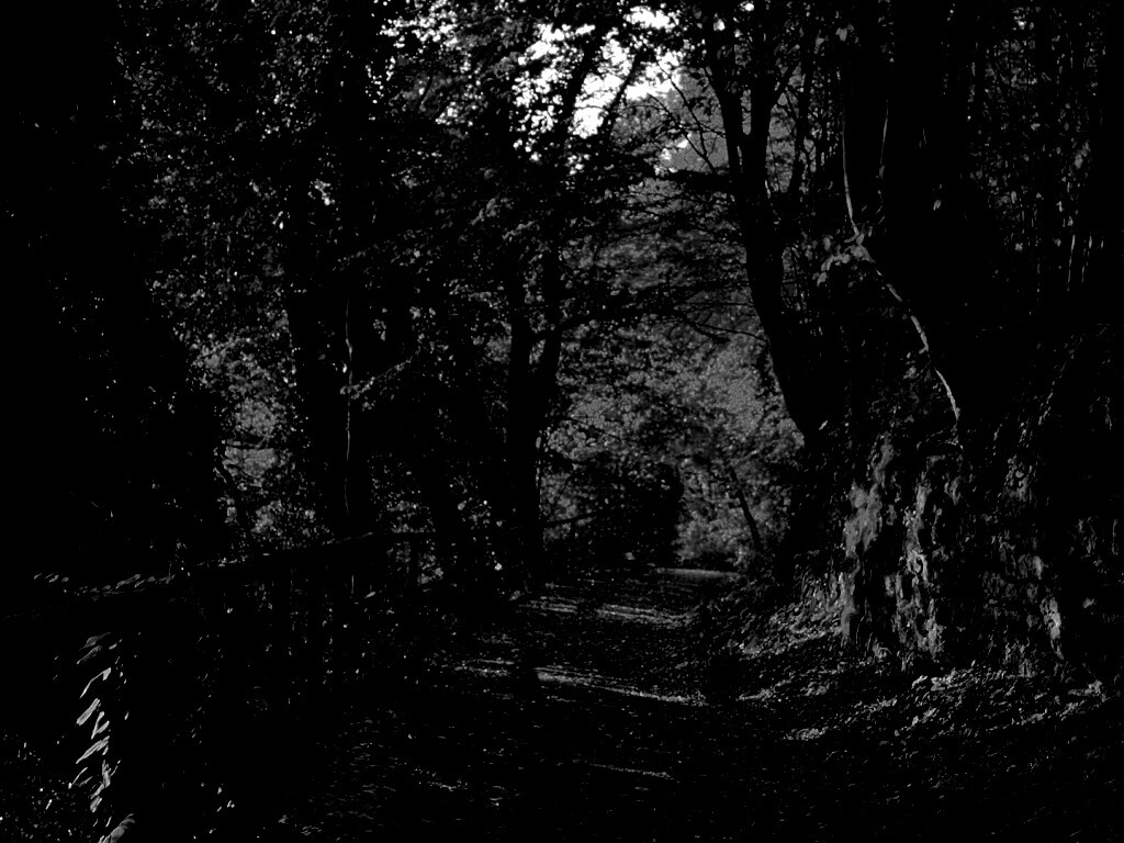 Лесная дорожка обои