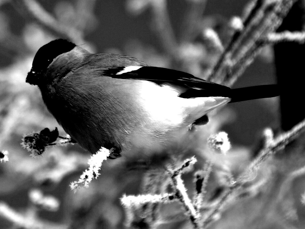 Снегирь на ветке обои