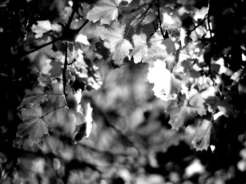 Жёлтые листья обои