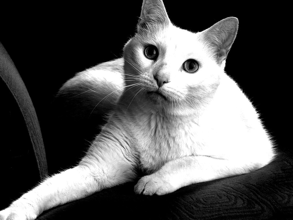 Белой кот на красном диване обои