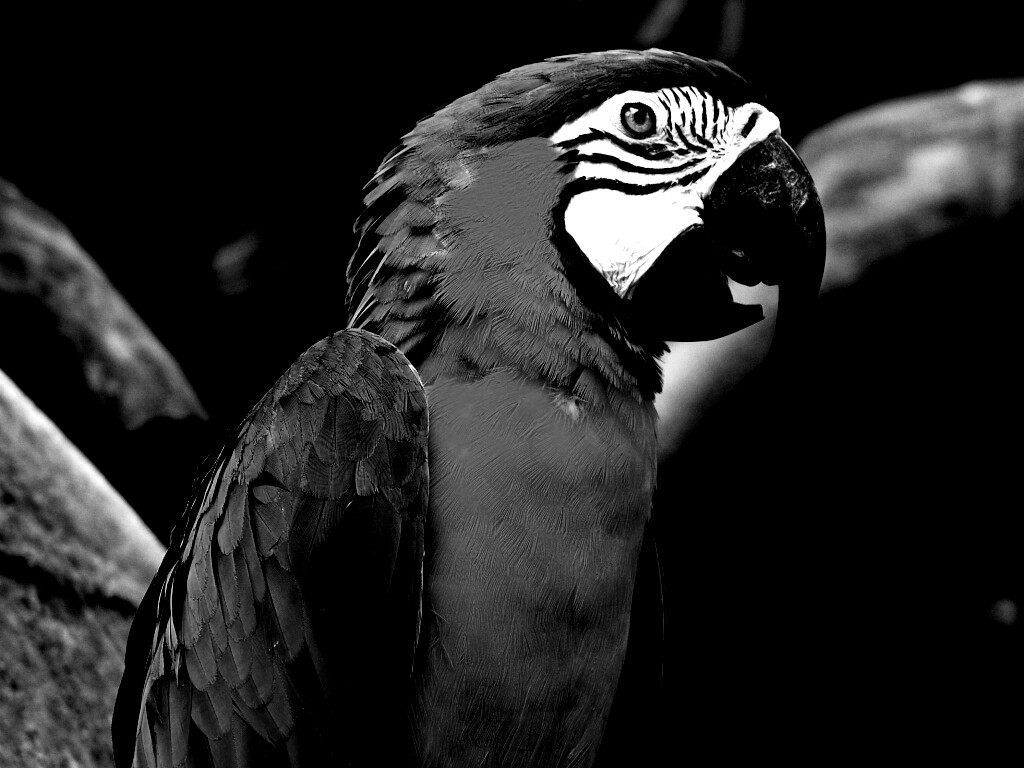 Разноцветынй попугай обои