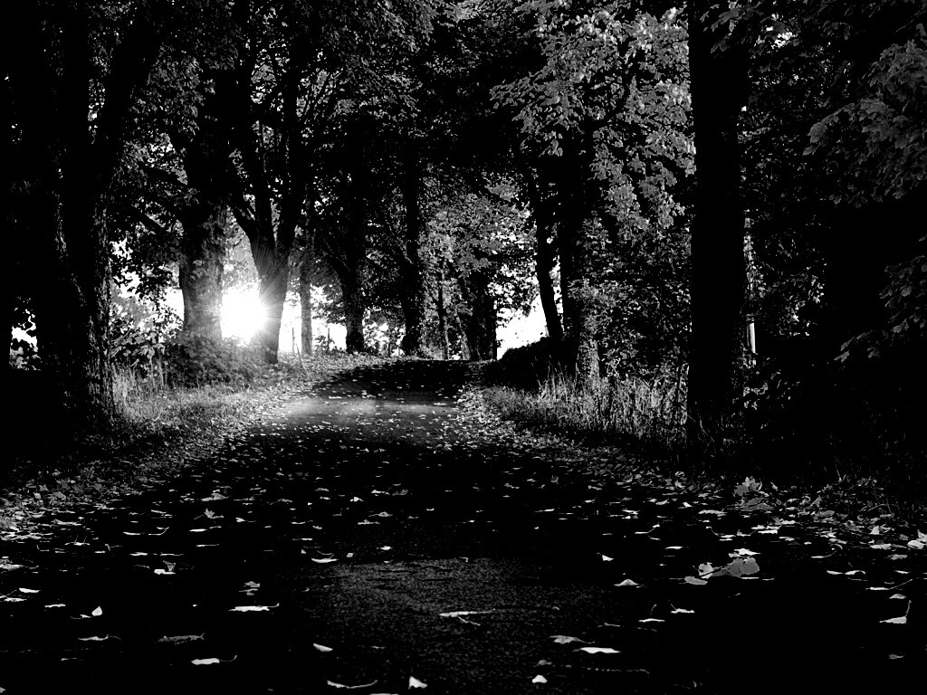 Дорога в осеннем парке обои