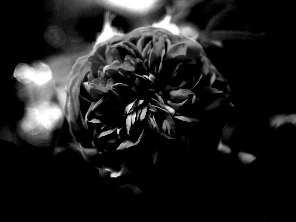 Клевер крупным планом обои