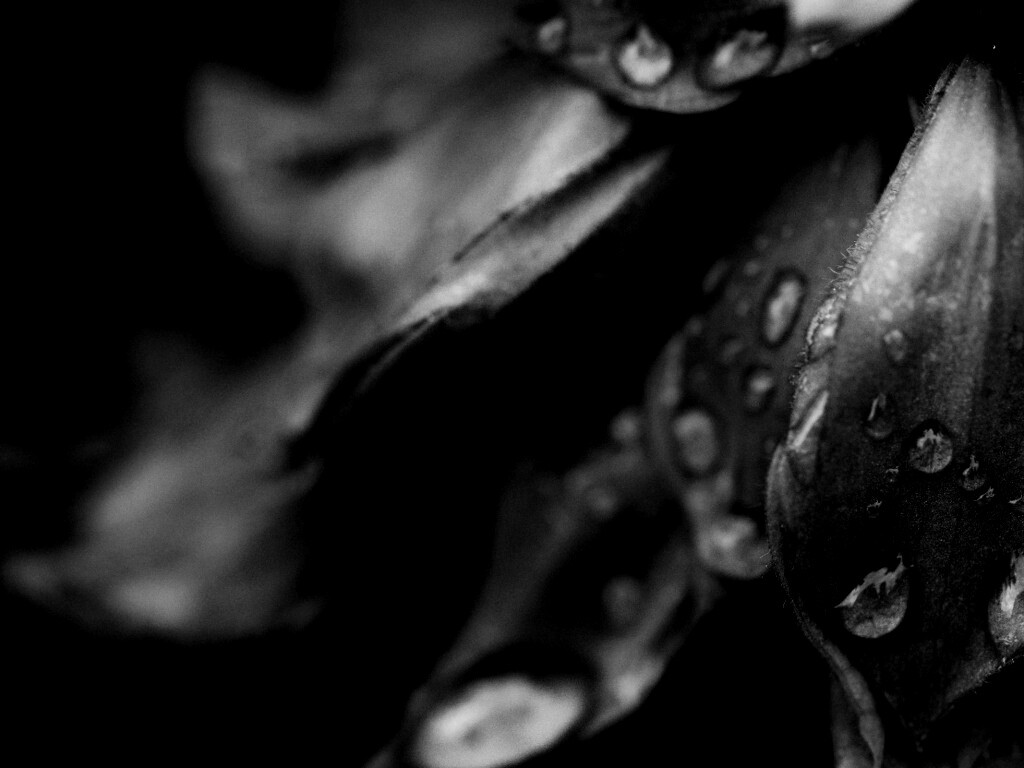 Лепестки обои