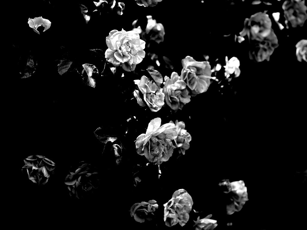 Розовый куст обои