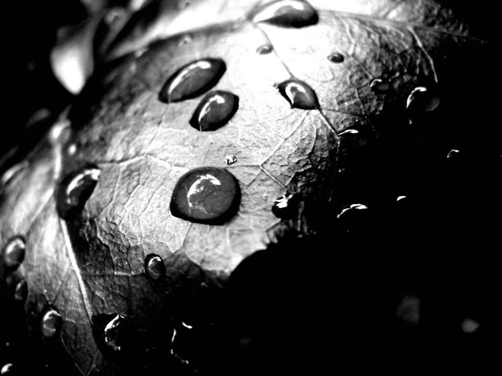 Капли росы на листе обои