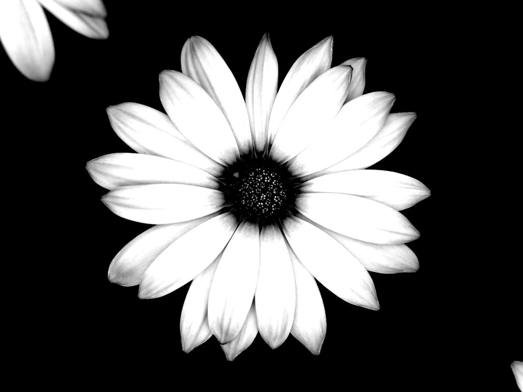 Макро фотография цветка обои