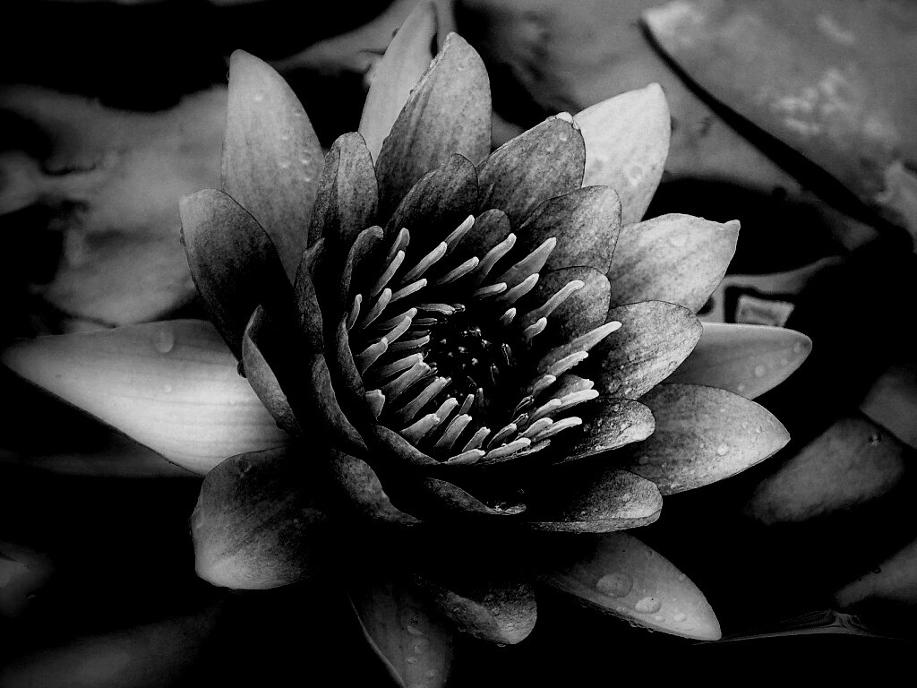 Кувшинка обои