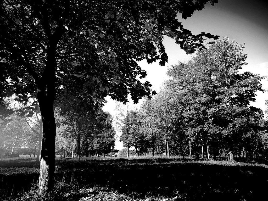 Осень в лесу обои