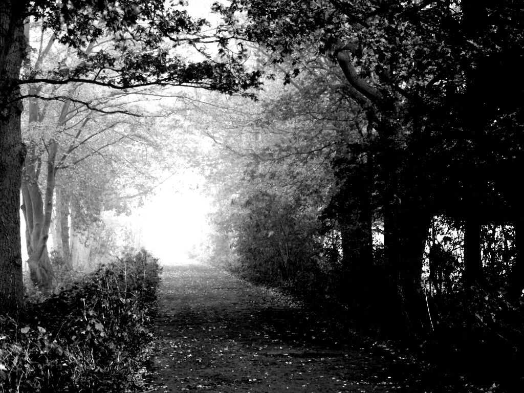 Парковая дорожка обои