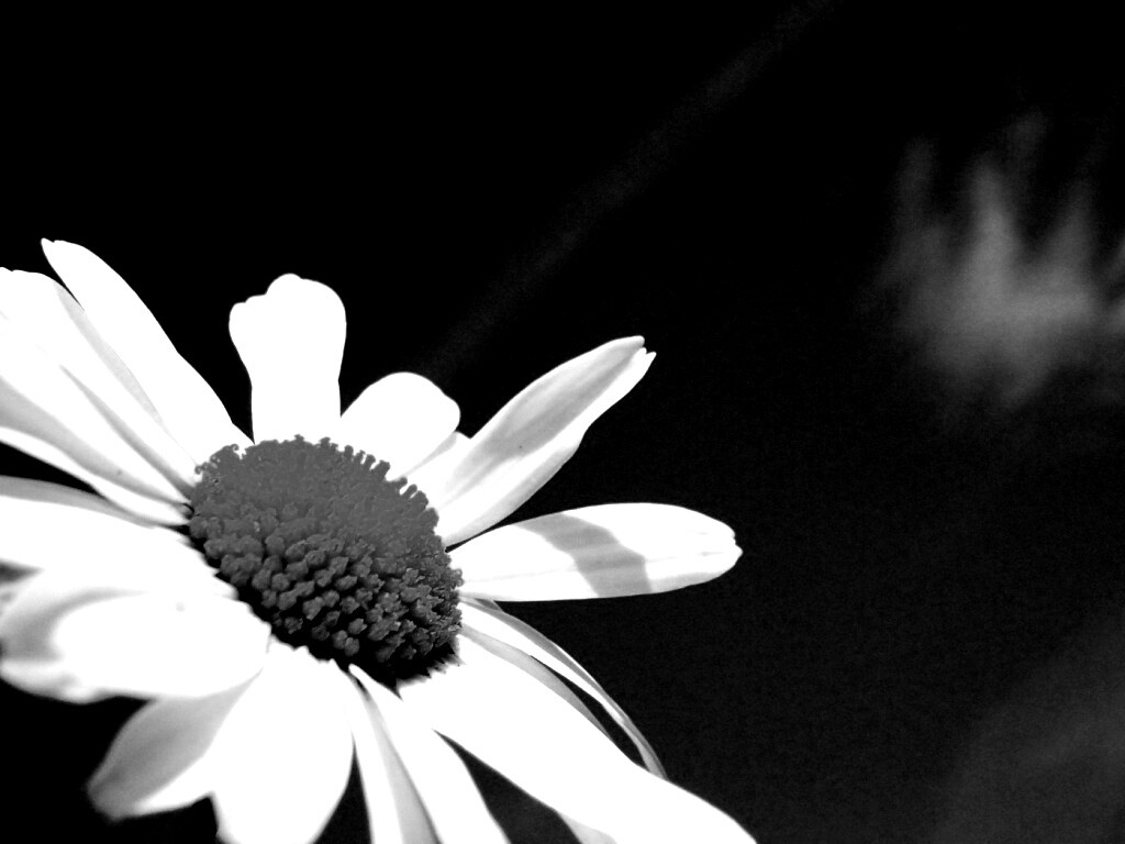 Ромашка на фоне синего неба обои