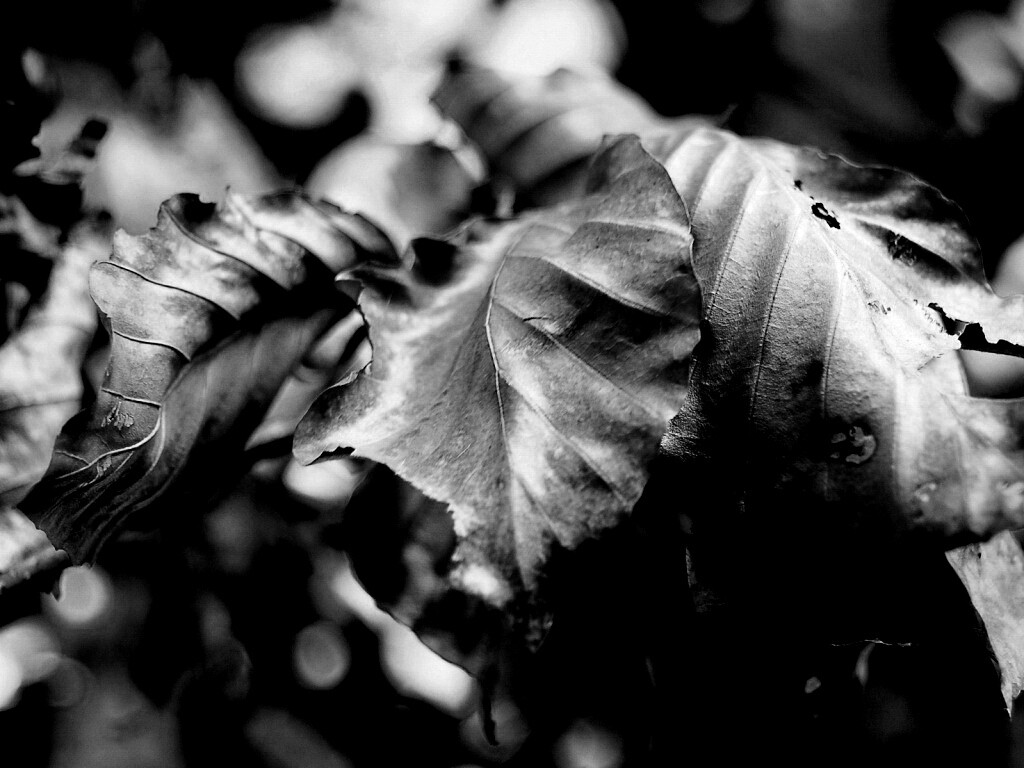 Засохший лист обои