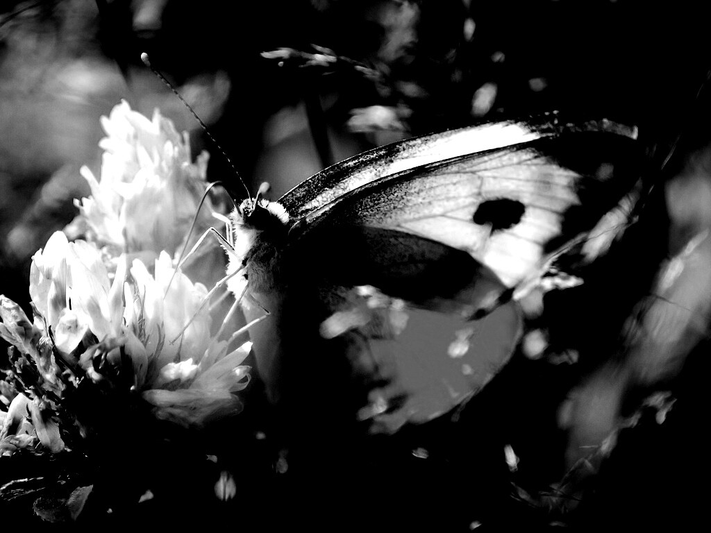 Бабочка на цветке обои