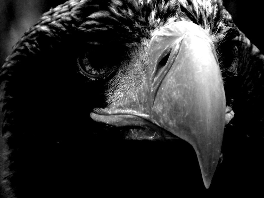 Орёл - птица гордая обои