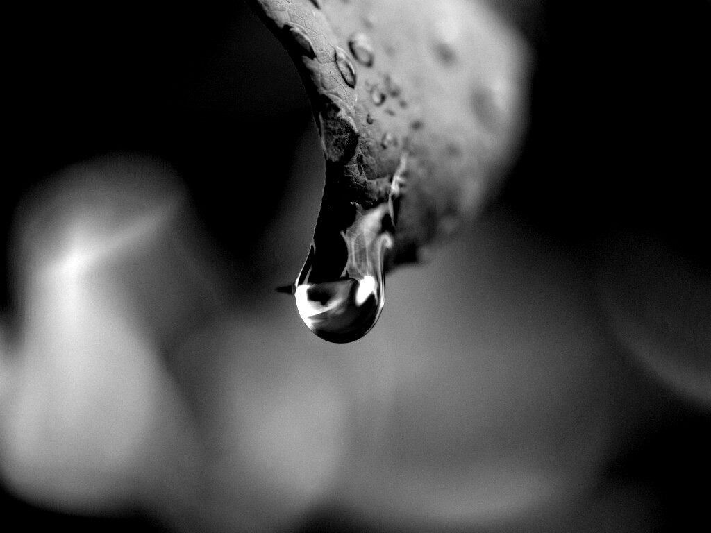 Капля на листе обои