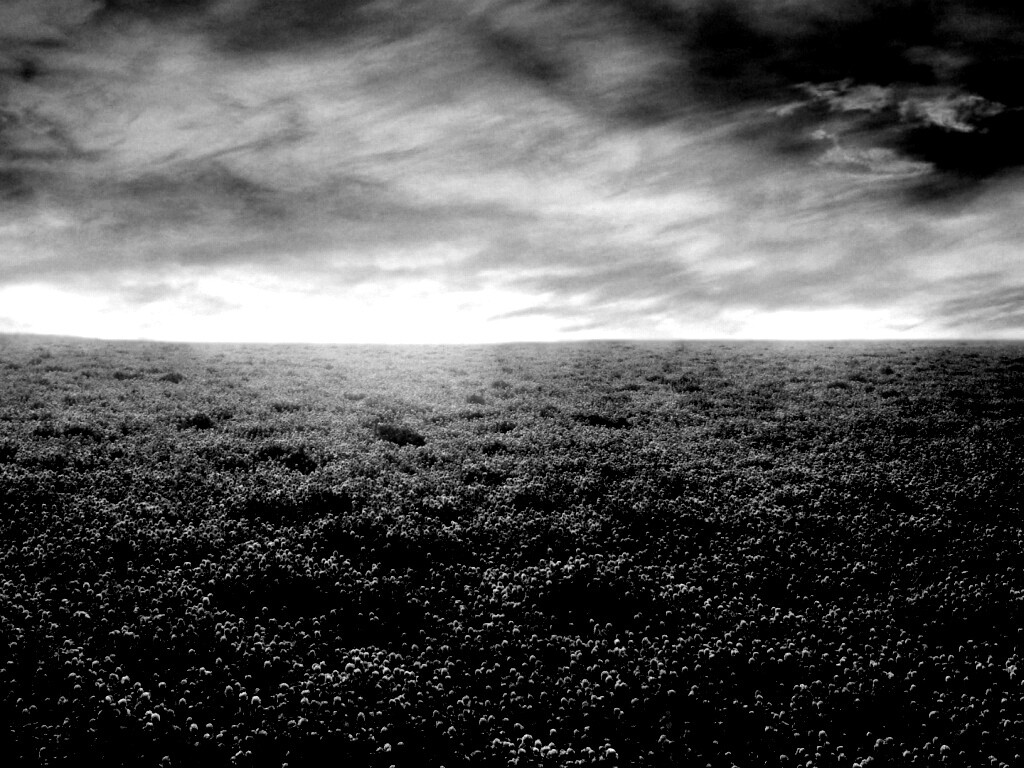 Закатное небо над цветочным полем обои