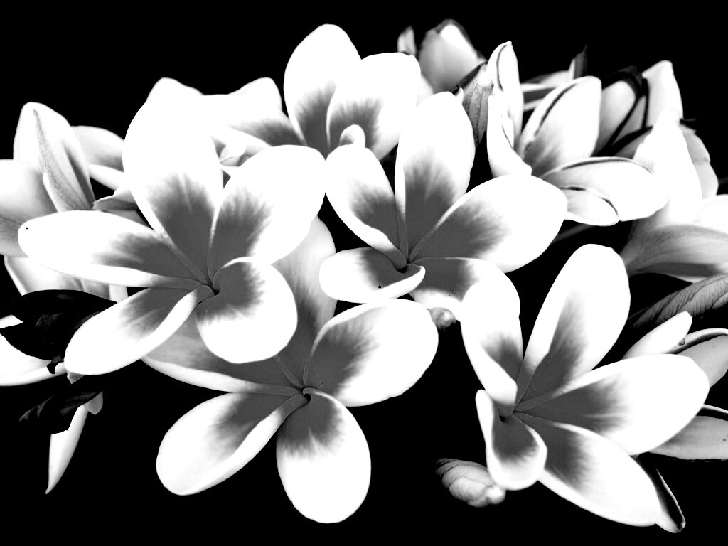 Прекрасные цветы обои