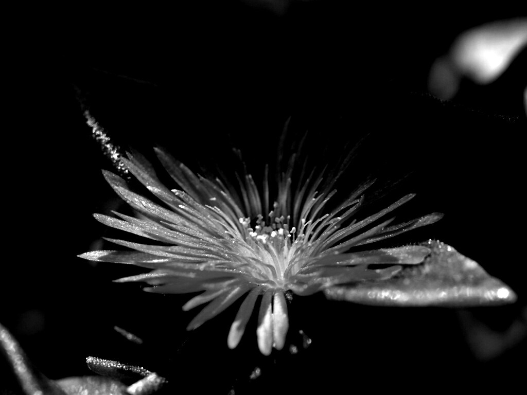 Чудесный цветок обои