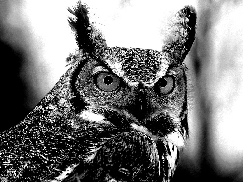 Орлиная сова обои