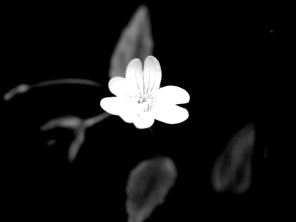 Маленький цветок в макро обои