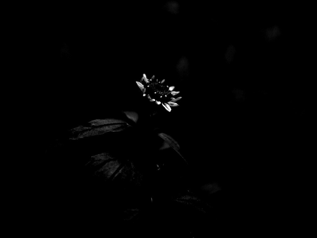 Фотография цветка обои