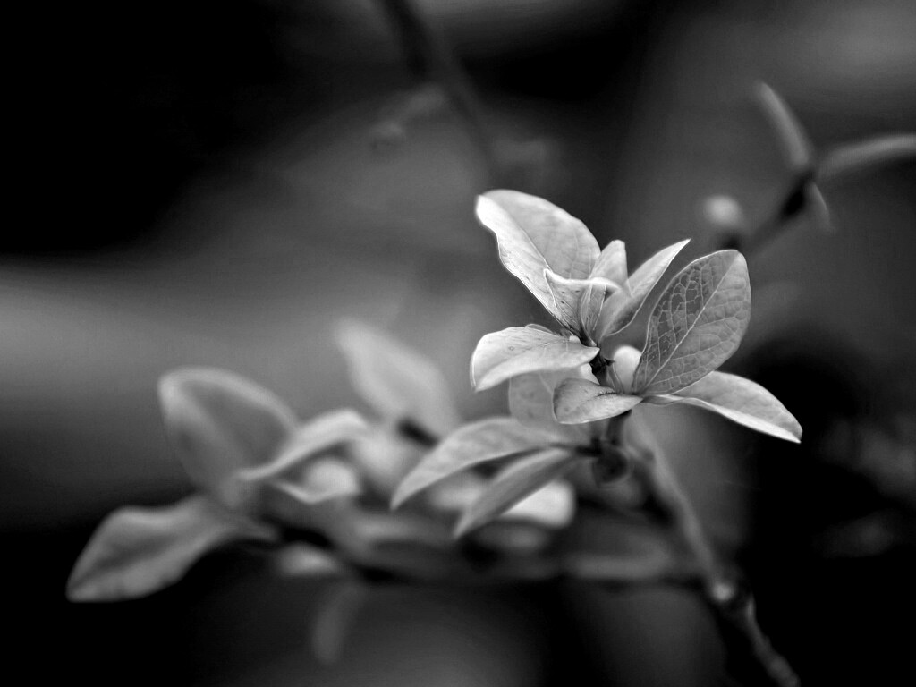 Красные листья на ветке обои