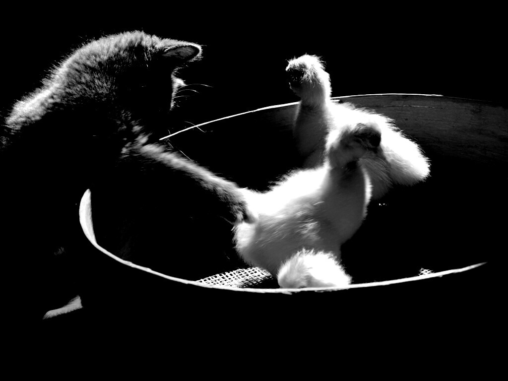 Котенок играет с утятами обои