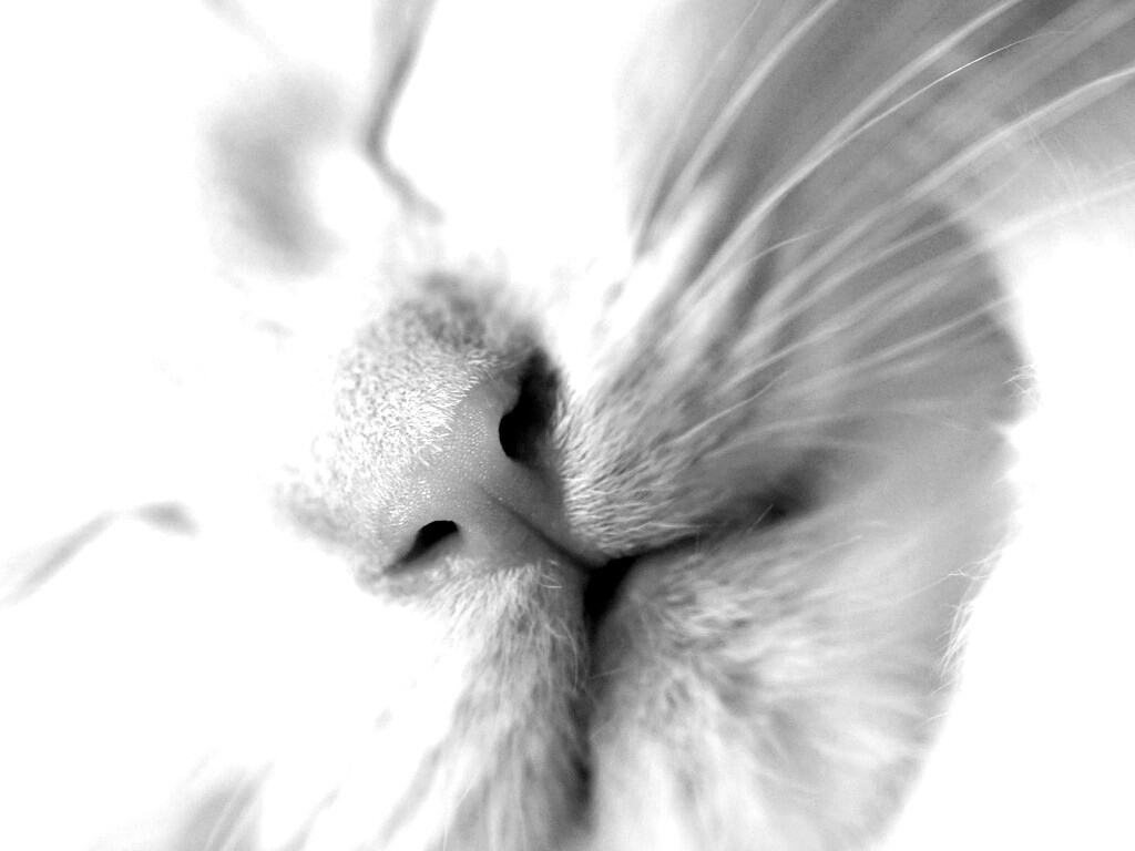 Кошачья мордочка обои