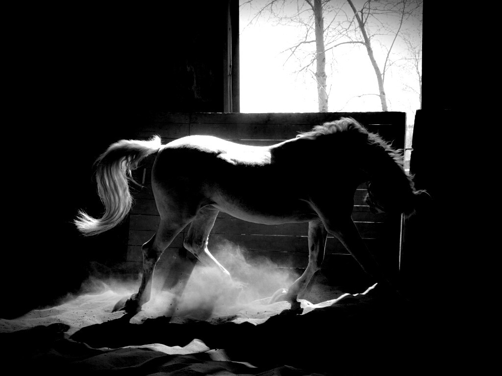 Белая лошадь в загоне обои