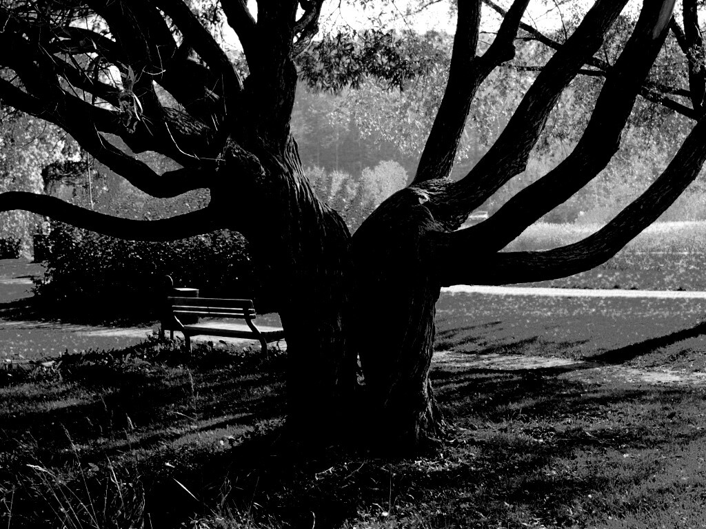 Старые сросшиеся деревья обои