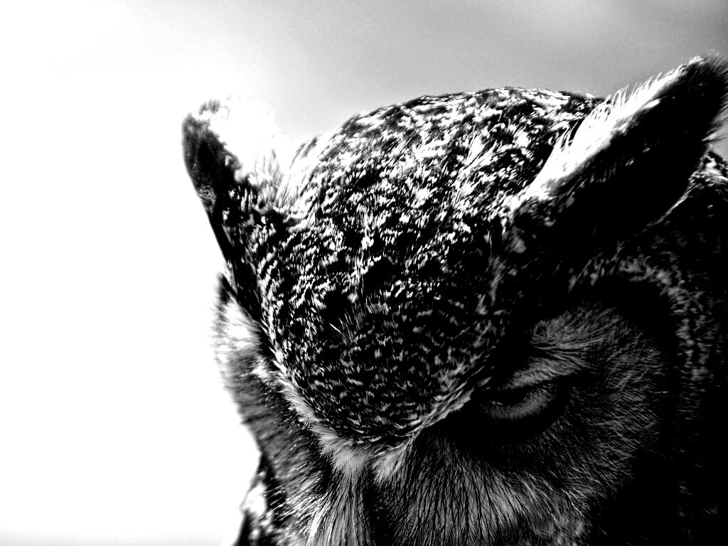 Злая сова обои