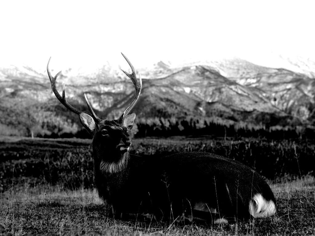 Олень отдыхает в предгорьях обои