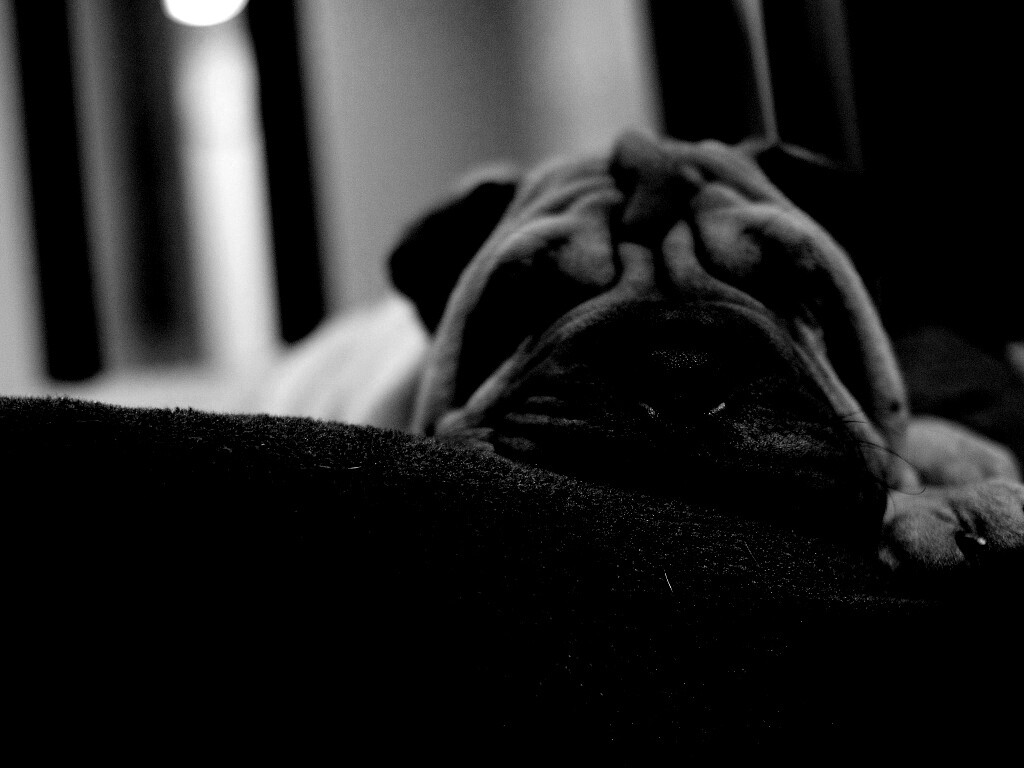 Щенок шарпея спит обои