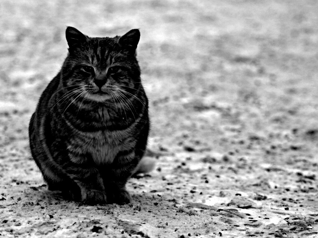 Тяжелый взгляд котэ обои