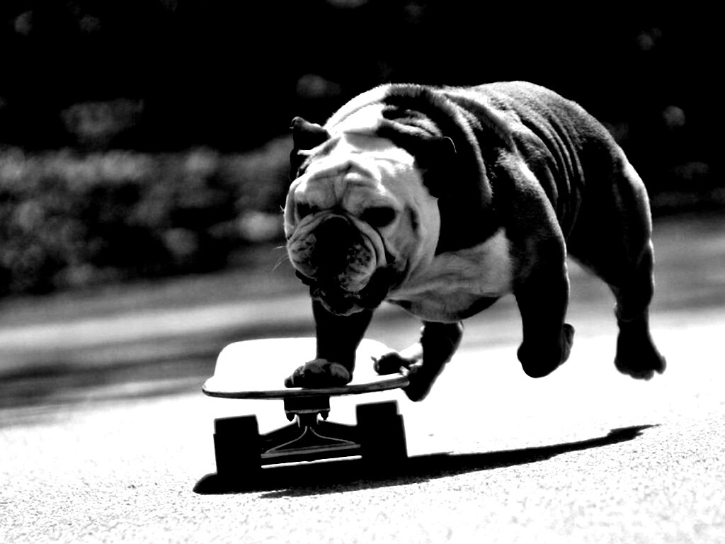 Собака на скейтборде обои