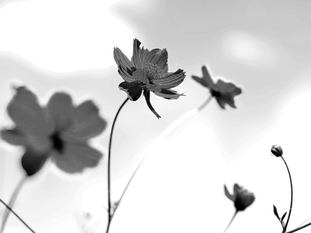 Летние цветы на фоне неба обои