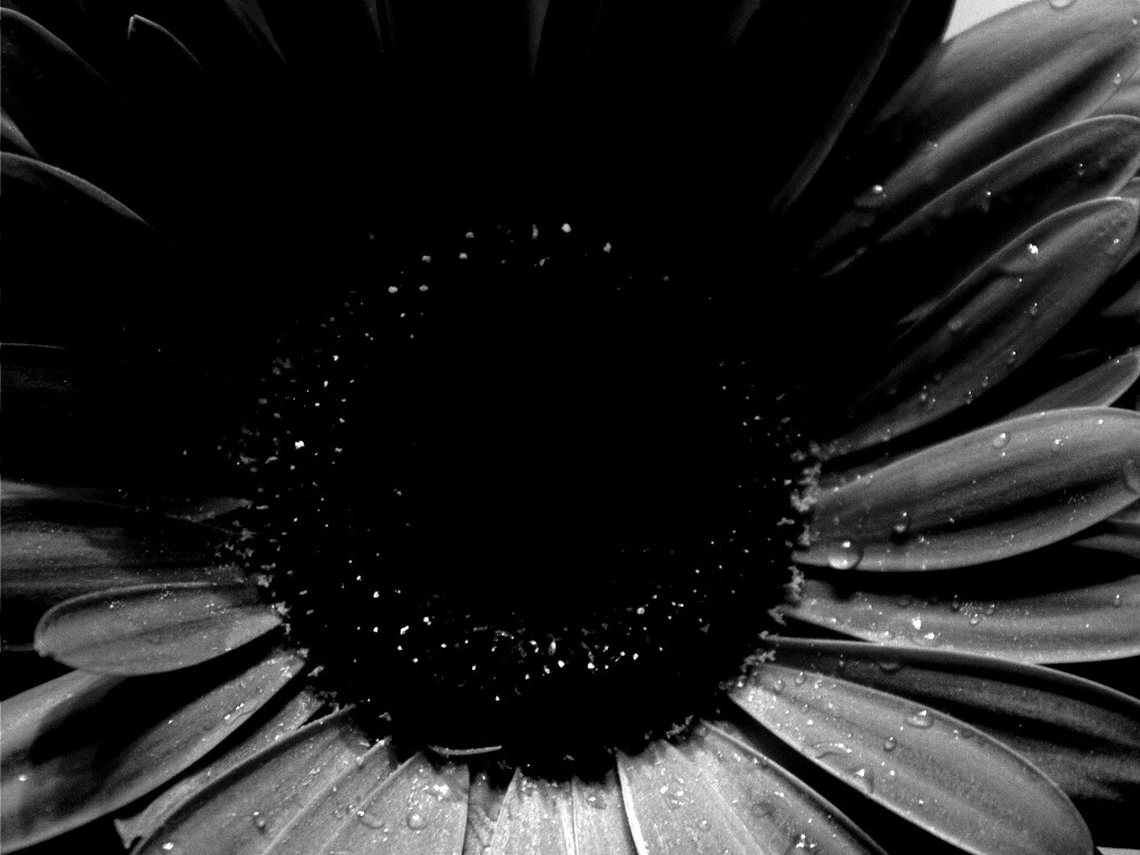 Красная гербера обои