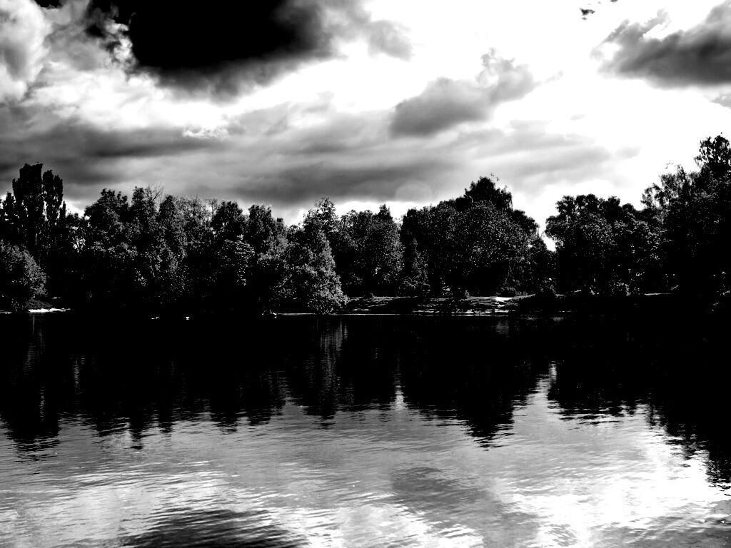 Деревья на берегу озера обои