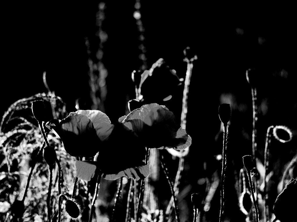 Макро фото мака обои