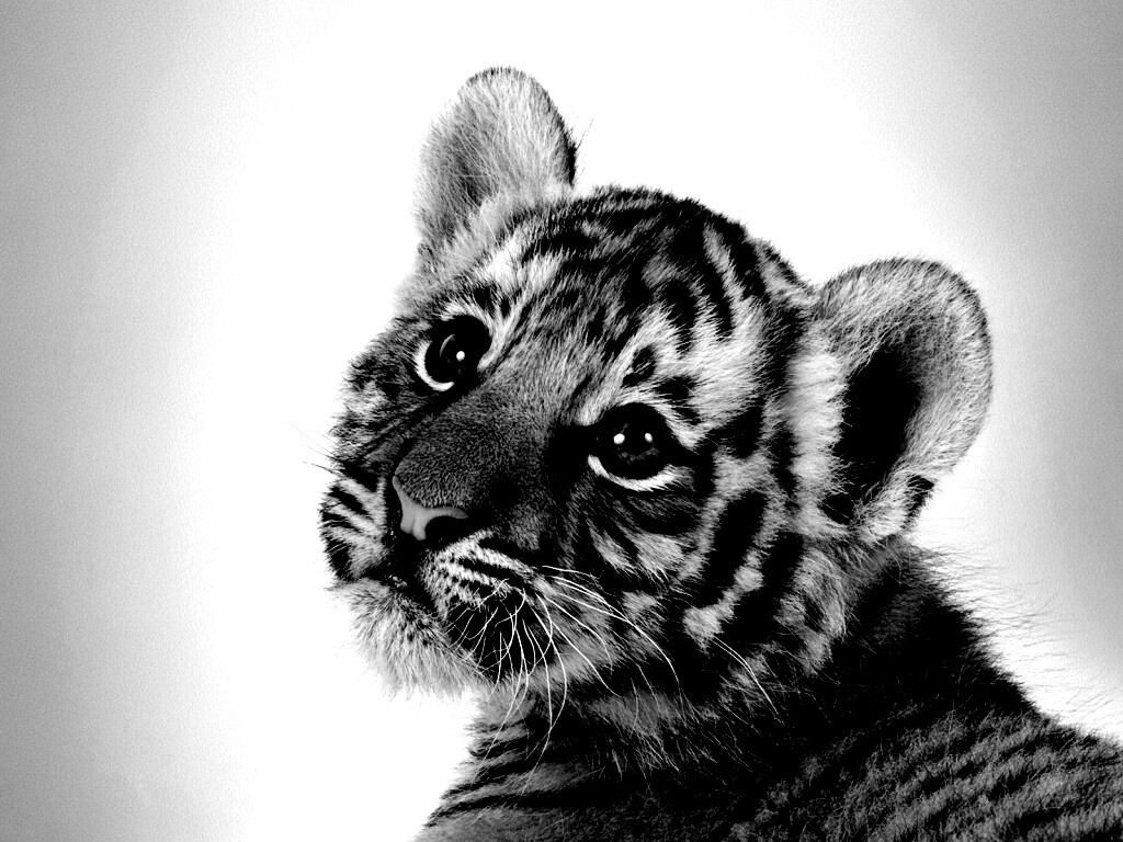 Тигрёнок с грустным взглядом обои
