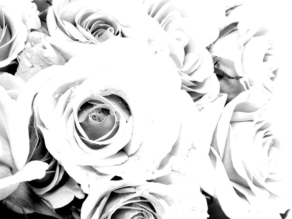 Букет розовых роз обои