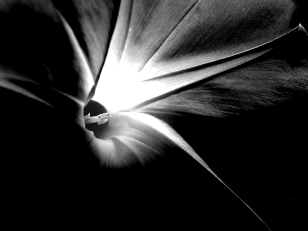 Нежный голубой цветок обои