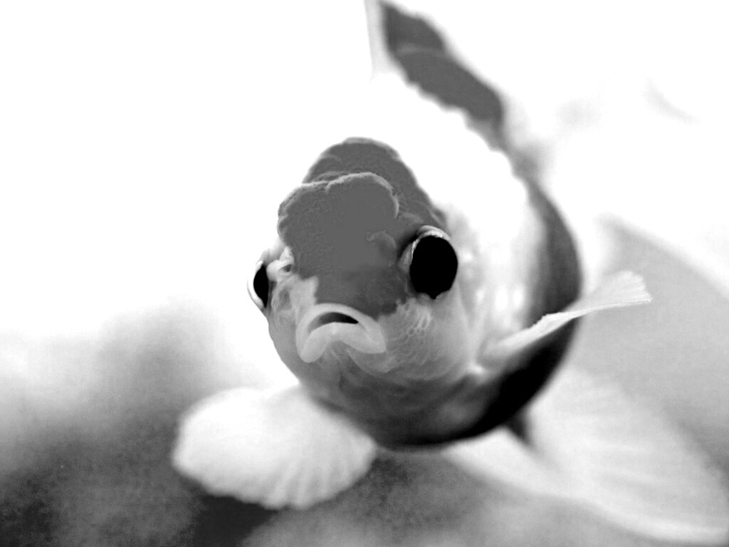 Аквариумная золотая рыбка обои