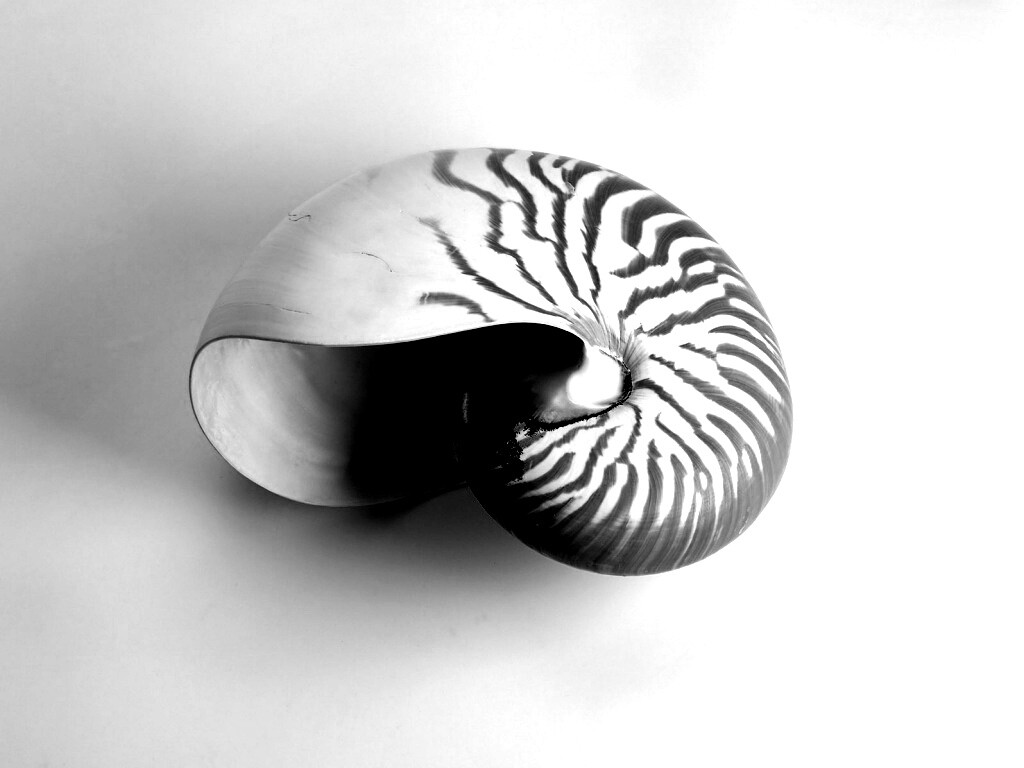 Ракушка в полоску обои