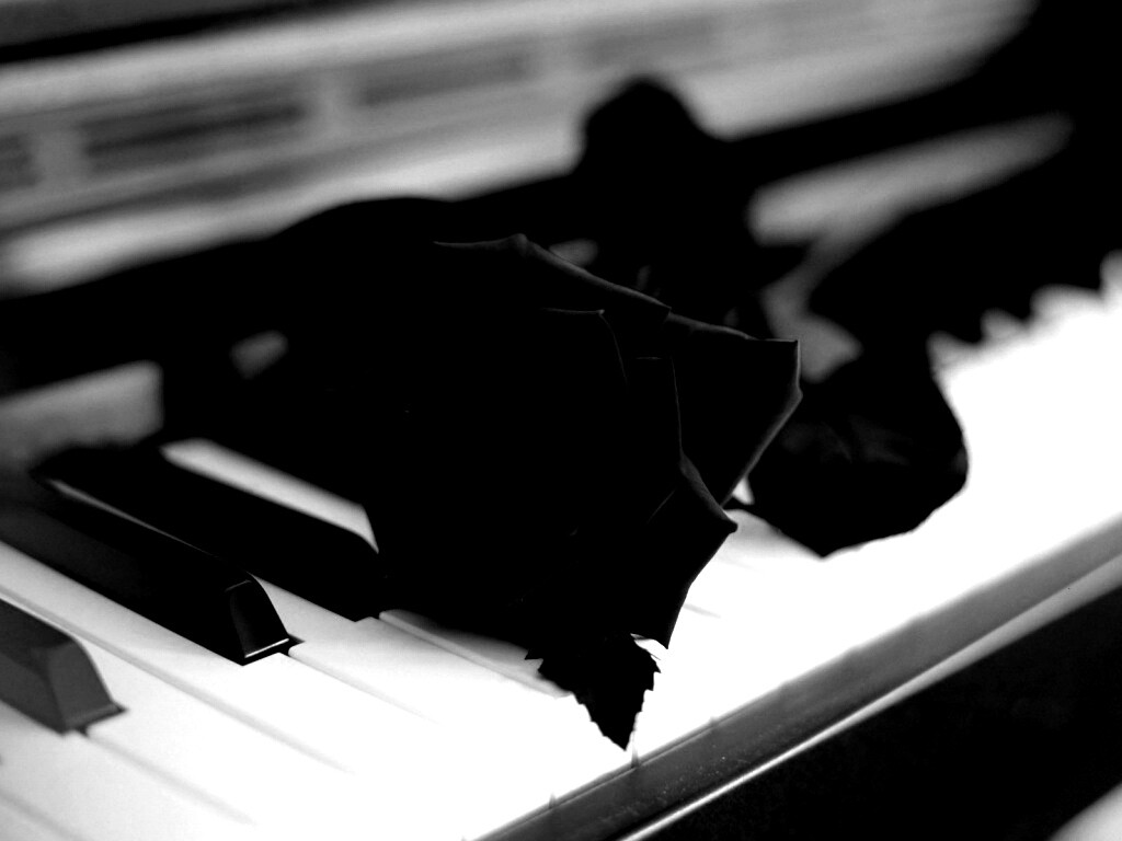Роза на клавишах пианино обои